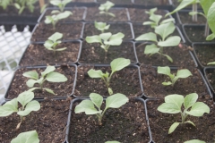 Jeunes plants d'aubergine