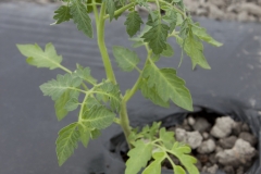 Petit plant de tomate fraîchement placé en terre