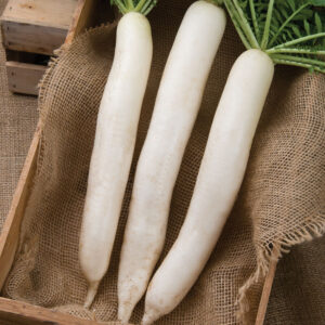 Radis daikon blanc